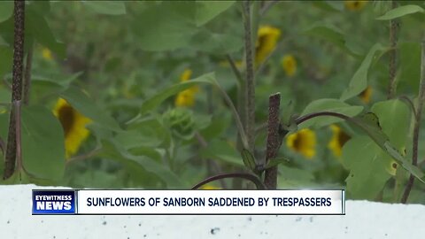 Sunflower field vandalized