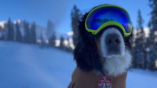 Honorary 'Dog Mayor' Inspects Snow Production At Ski Resort In Colorado