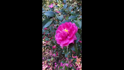 Jacksonville Florida Arboretum