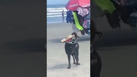 I’m the most handsome dog on the beach | Summer Vibes