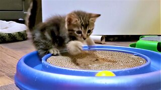 Rescued Kittens Ecstatic To Discover Toys For The First Time