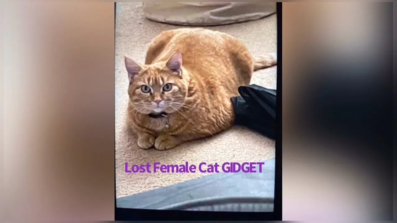 ROGUE 🐯FINDS LOST CAT GIDGET 🐈in LENDRUM COMMUNITY. EDMONTON