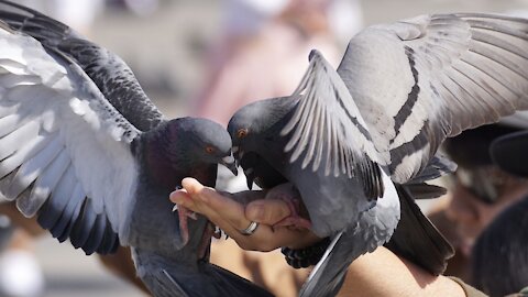 Feeding Wild Pigeons On-road's Footpath | Feeding Pigeons | Kingdom of Awais