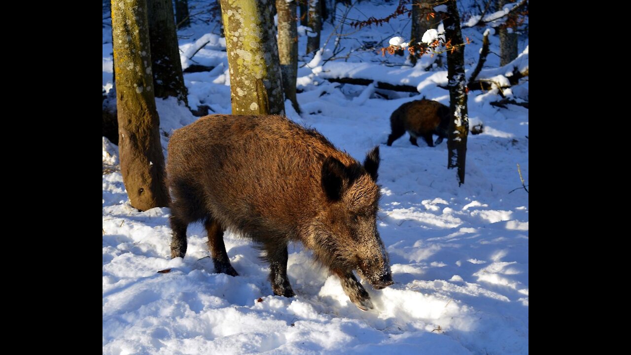 How to Survive a Wild Boar Attack