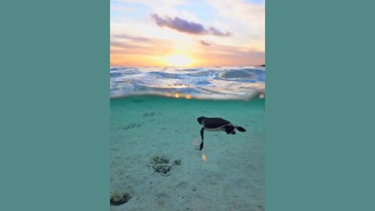 Sunset Sojourn: Journey of the Sea Turtle 🌊🐢