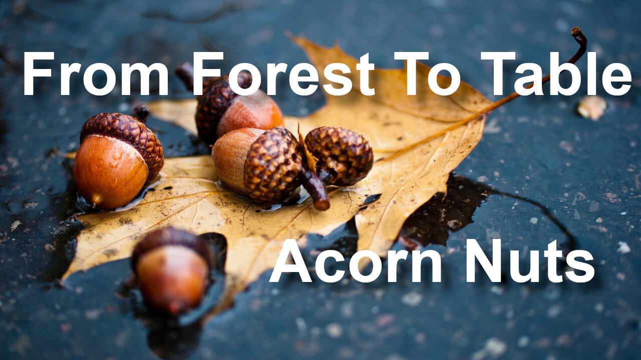 Preparing Acorns to eat