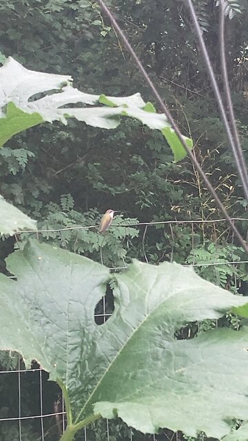 Hummingbird on the Wire