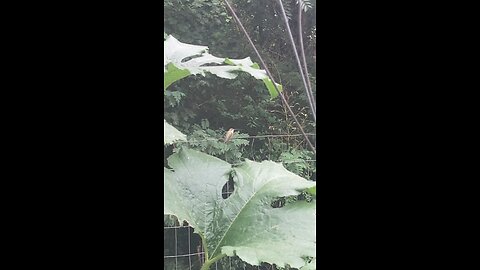 Hummingbird on the Wire