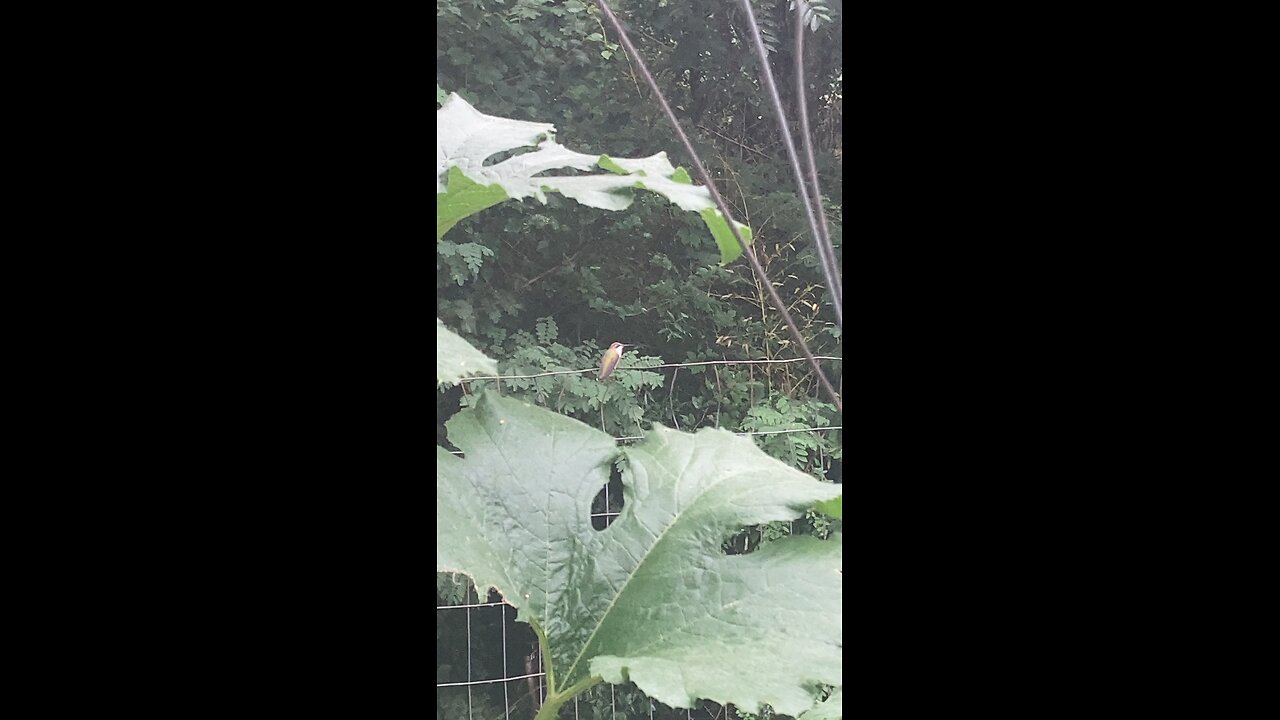 Hummingbird on the Wire