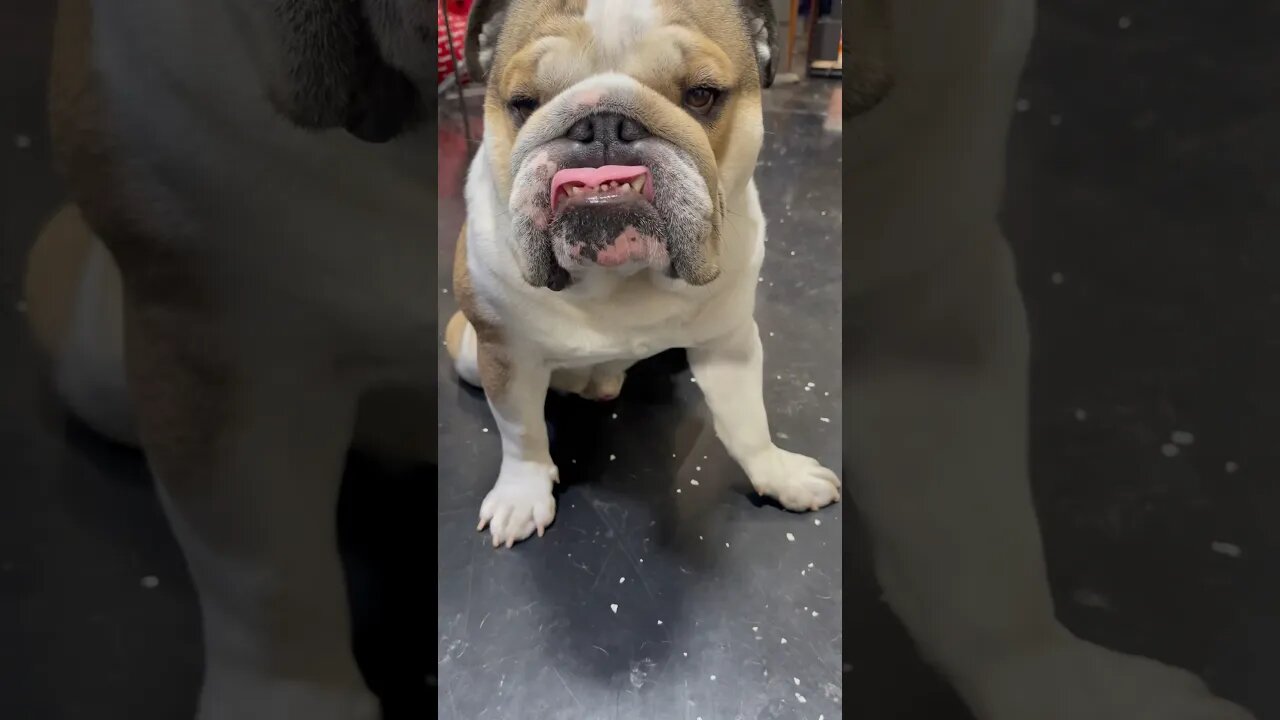 Right Before He Went Nuts 😜 #dogsofyoutube