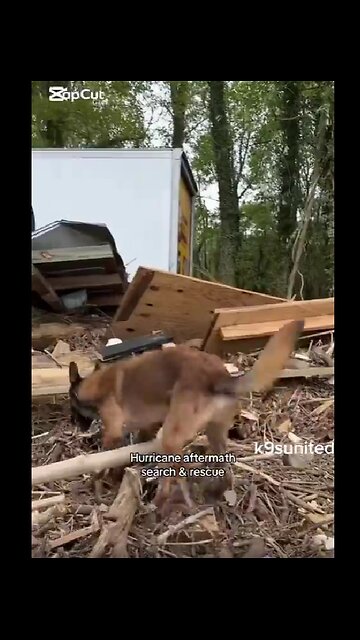 Kamala Harris FEMA bringing in dogs to search and rescue for Americans after Hurricane Helene