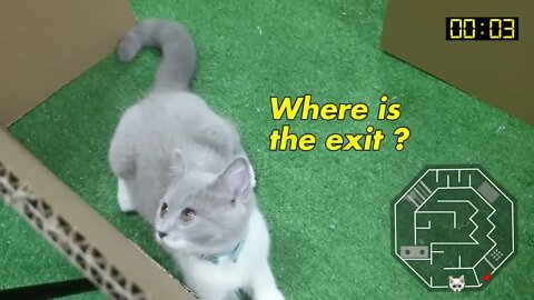 Cat Kitten 🐈 Hamster 🐹 vs Rabbit🐇 Who is the BEST Battle in the GAINT Maze with Life of Pets Hamh