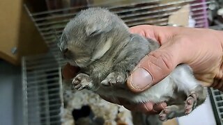 Close-up BLUE VIENNA x Californian BABY RABBITS KITS 13 DAYS OLD: Blue Black Agouti/Isabella. konijn