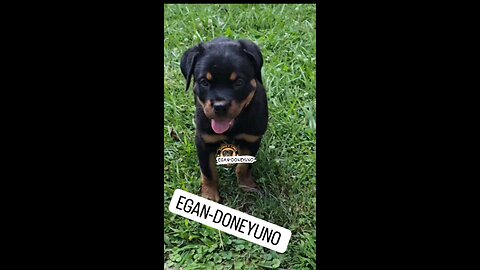 EGAN-DONEYUNO