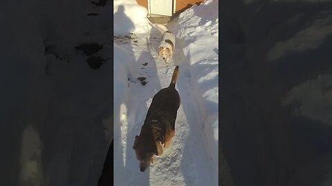 Cold Morning Walk... ❄️