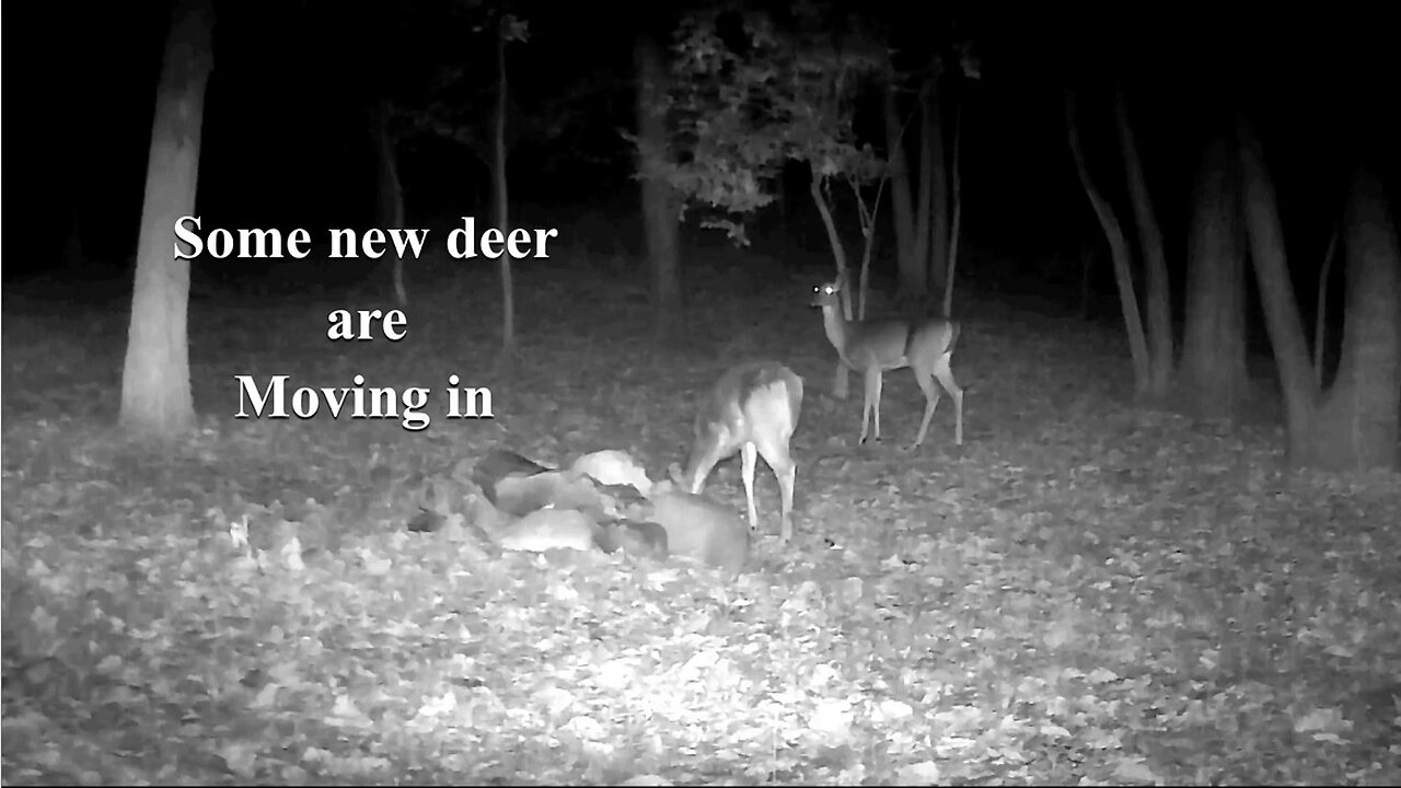 Starting to see some new deer i never seen before. There is hope!