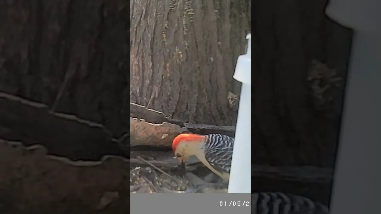 Peeking 👀 woodpecker 🐦 hiding from you #cute #funny #animal #nature #wildlife #trailcam #farm