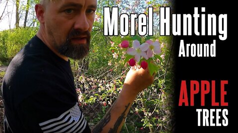 Morel Tree #4: Apple (2021) | Identifying Trees in Morel Season | Foraging Mushrooms in Appalachia