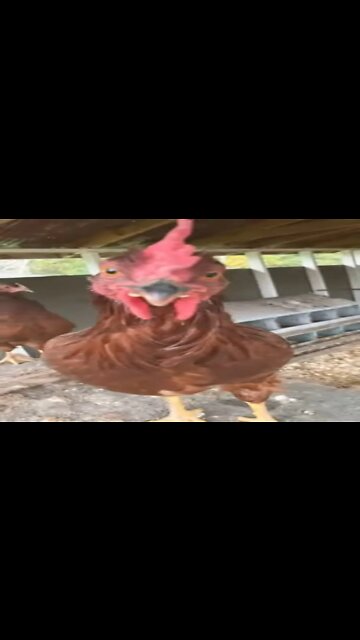 Hen , but acts like a ROOSTER