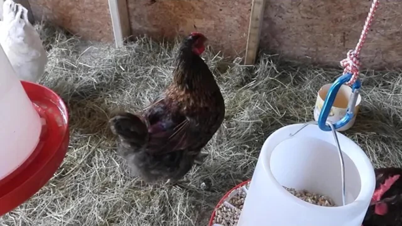 Update on the water issue running through my hen's chicken run, Resolved for the winter