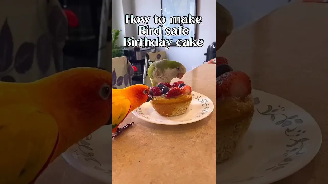 How to make birds safe birthday cake l #shorts l #birthdaycake l @BikisAviary