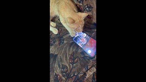 Orange cat using phone