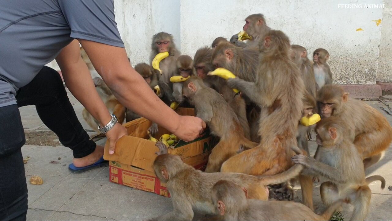 feeding banana to the wild monkey || a group of monkey eat one box banana || funny monkey video