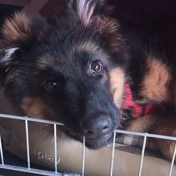 German Shepherd Puppy Has The Cutest Case Of Hiccups