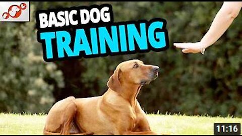 🐕 Basic Dog Training – TOP 10 Essential Commands Every Dog Should Know!