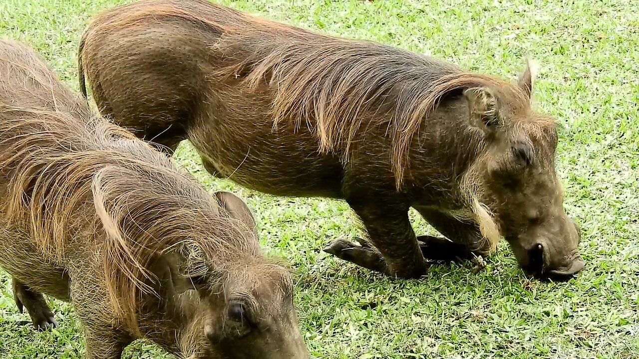 Warthogs Feeding On Their Knees