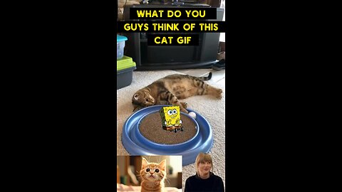 Cute Cat Gif