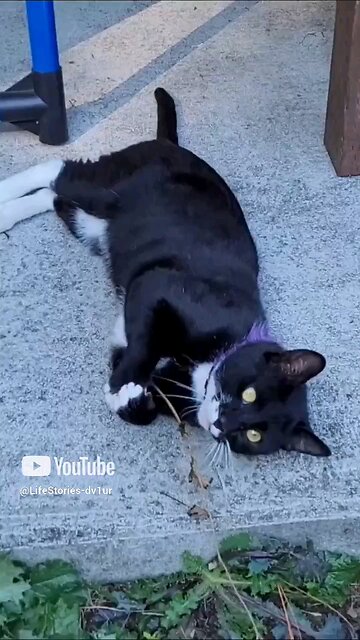 Visit from a mysterious 🐈 Part 2 #cats #shorts