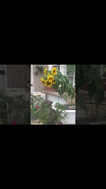 House overwhelmed by sunflowers- autumn has come