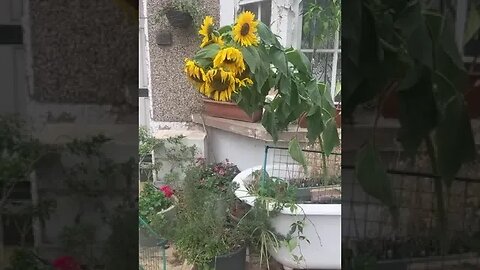 House overwhelmed by sunflowers- autumn has come