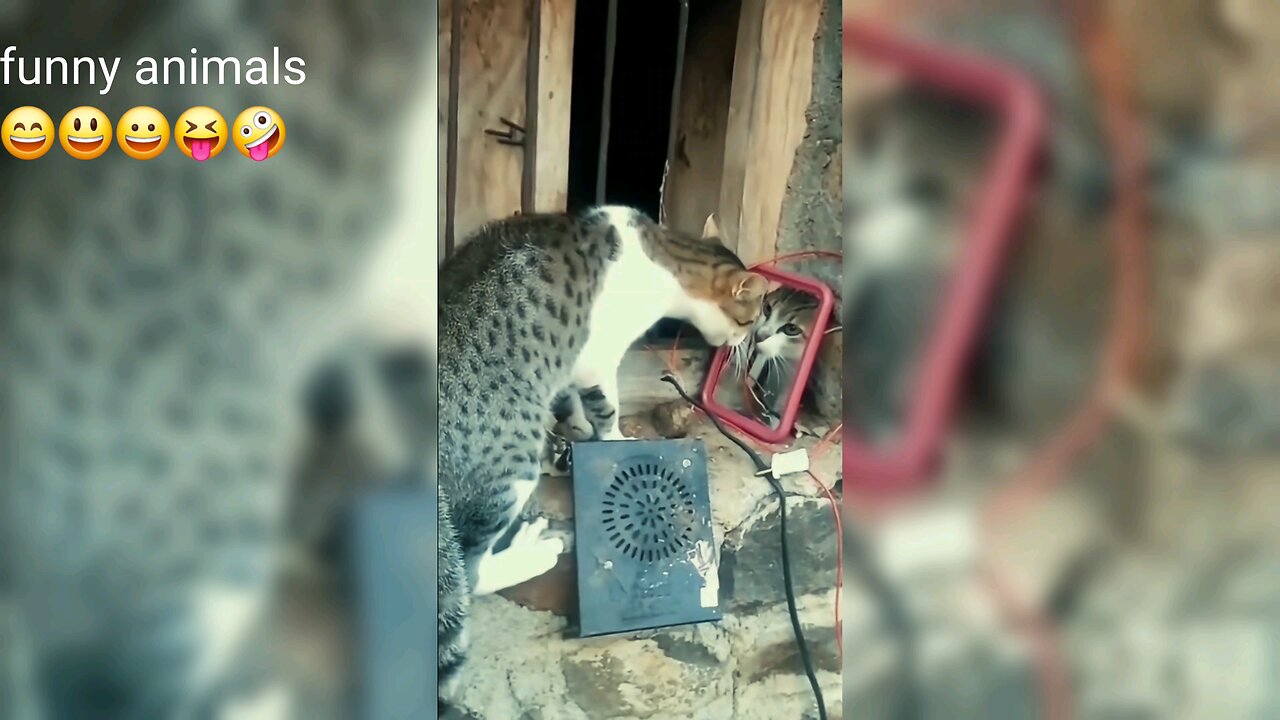 "cats funny video,