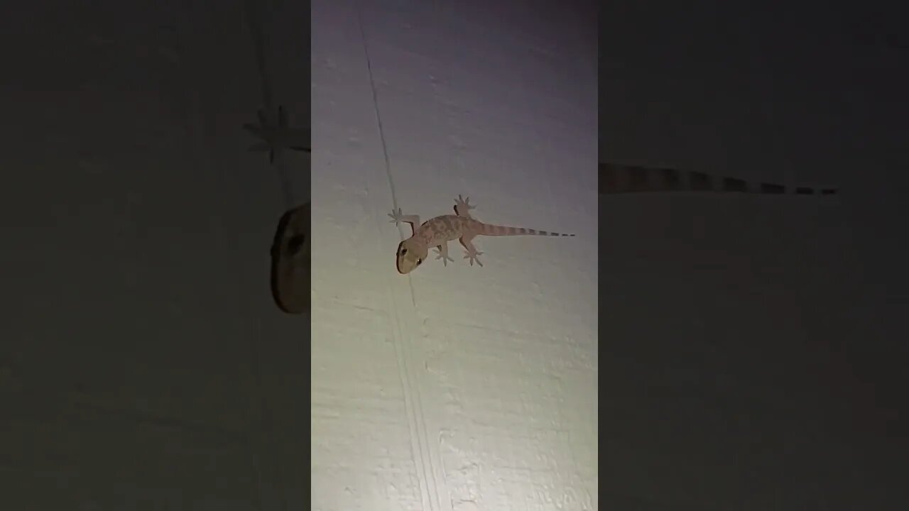 Mediterranean gecko 🦎