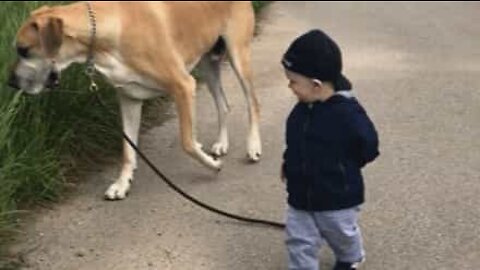 Søtt vennskap mellom baby og en enorm hund