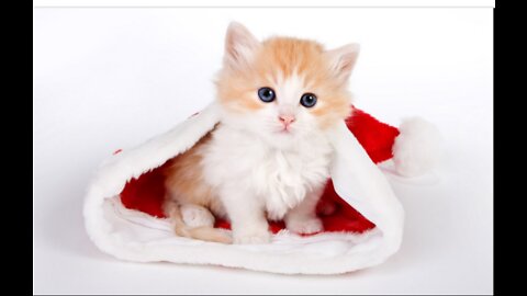 Baby Cats - Cute and Funny Baby Cat Videos Compilation