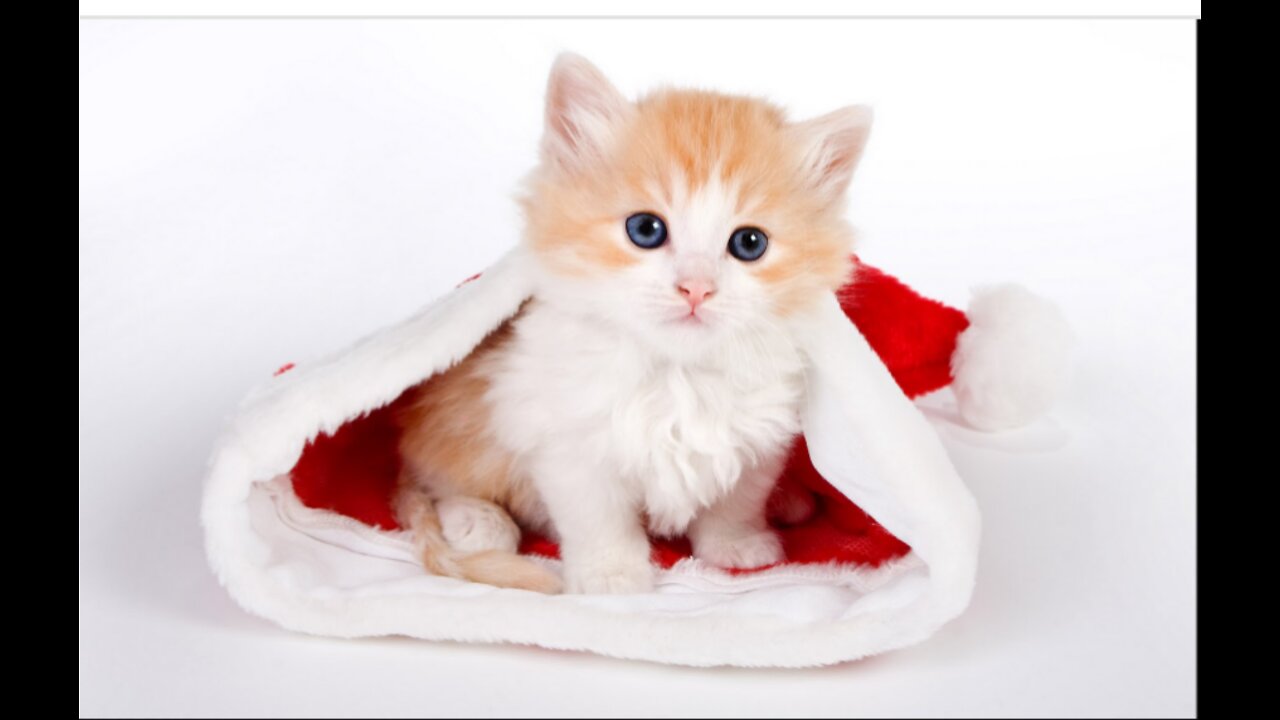 Baby Cats - Cute and Funny Baby Cat Videos Compilation