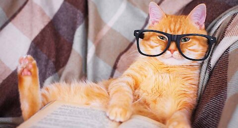top vines cat in 2021 HD