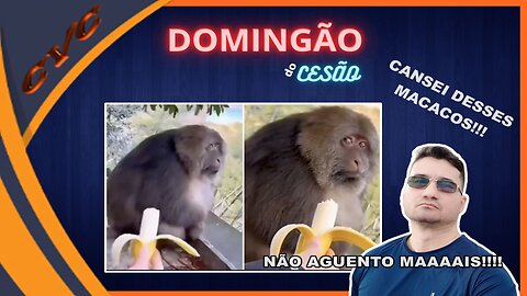 BRAZILIAN SOCIETY IS MONKEYS IN FURY