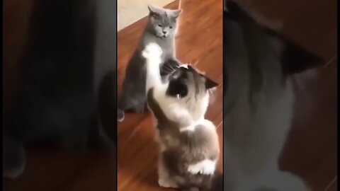 I can't stop watching this! so cute! #cat