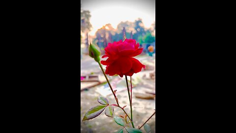 natural beautiful rose