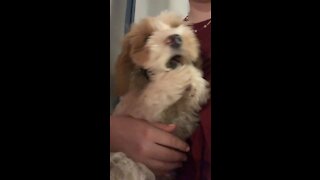 Pup chews on collar and learns lesson