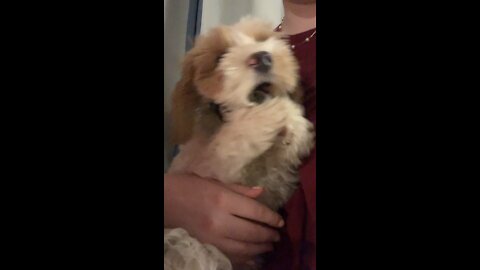 Pup chews on collar and learns lesson