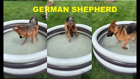 GERMAN SHEPHERD BATHING TWO