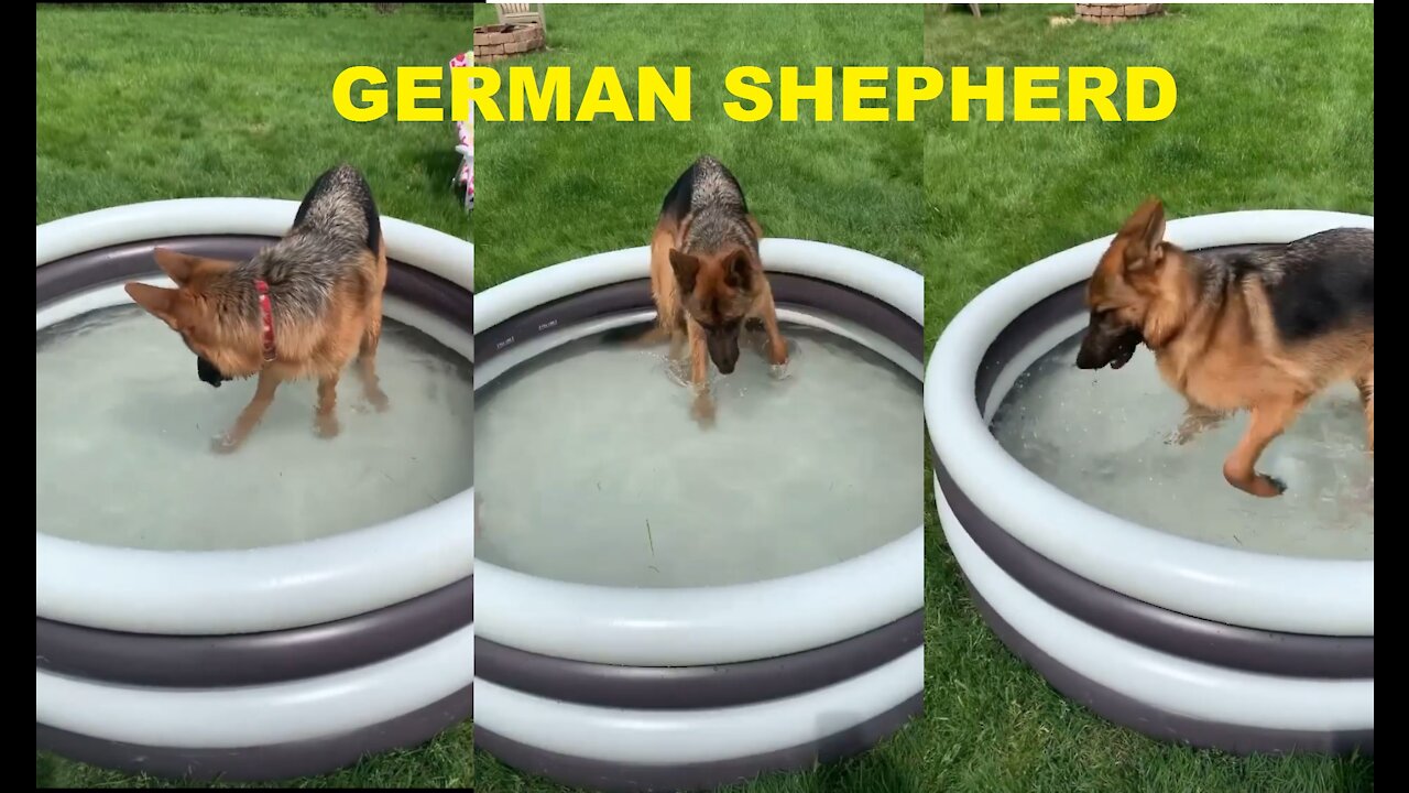 GERMAN SHEPHERD BATHING TWO