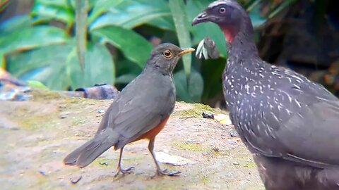 Jacu e Sábia laranjeira em busca de comida Jacuaçu jacuguaçu, guans