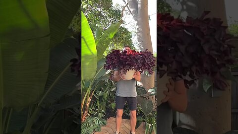 If only it was this quick & easy :P #oxalistriangularis