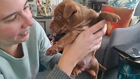 Puppy hugging Red male OBI2023 cute little machines. Black Fell Patterdale Terriers Earthdogs